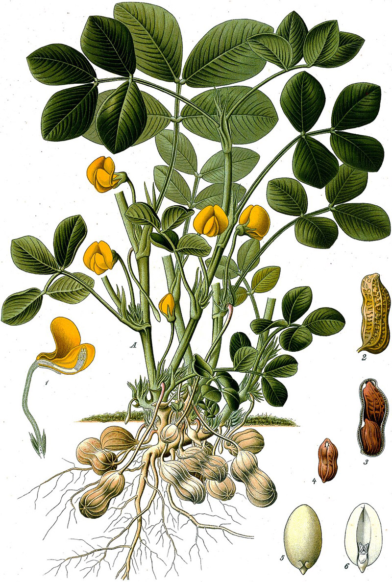 peanut botanical drawing